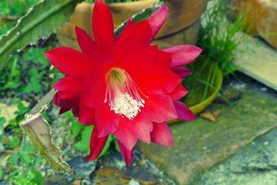 High angle view of red flowering plant