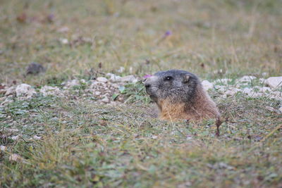 Close-up of rodent on field
