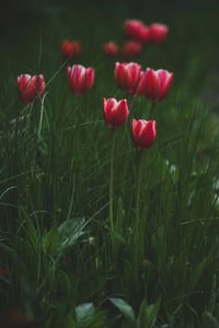 Close-up of red flowering plants on field