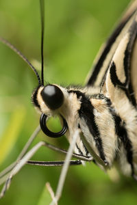 Close-up of insect