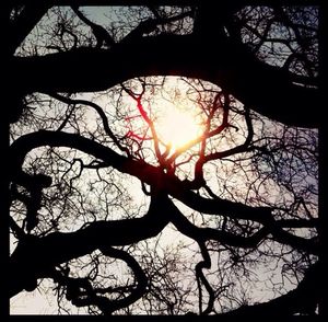 Silhouette of bare trees at sunset