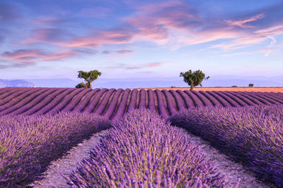 Scenic view of lavender field against sky