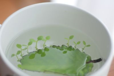 The name of the plant is motherleaf