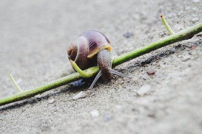 Close-up of snail on land