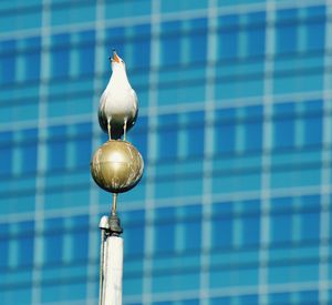 Low angle view of seagull perching on metal