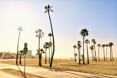 Palm trees on street against clear sky