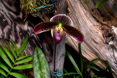 Close-up of flower blooming outdoors