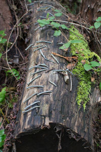 Close-up of tree trunk