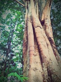 Low angle view of bamboo trees in forest