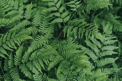 Green fern leaves in forest textured natural background