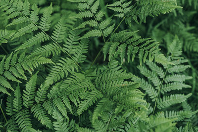 Close-up of fern leaves