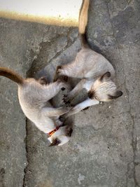 High angle view of cat lying down