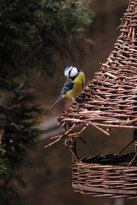 Close-up of bird perching on a tree