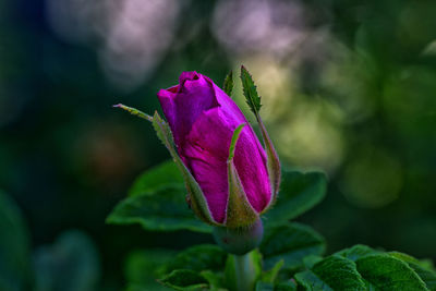 Close-up of pink rose flower