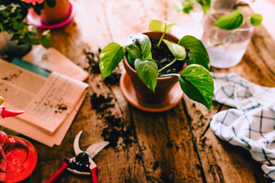 High angle view of vegetables on table