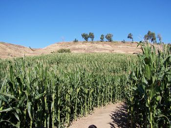 Plants growing on field against clear blue sky