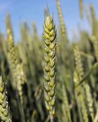 Close-up of crops on field