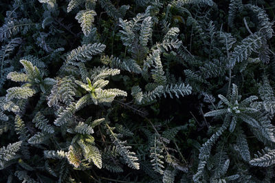 Full frame shot of frozen plants during winter