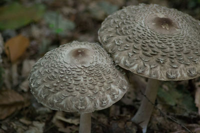 Close-up of mushrooms growing outdoors