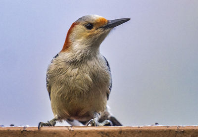 Close-up of bird perching on wood against clear sky