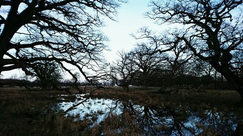 Reflection of trees in lake