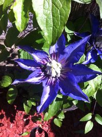 Close-up of purple flowers in bloom