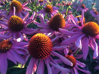 Full frame shot of purple coneflowers blooming outdoors