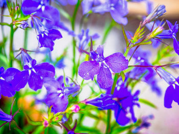 Close-up of purple flowers