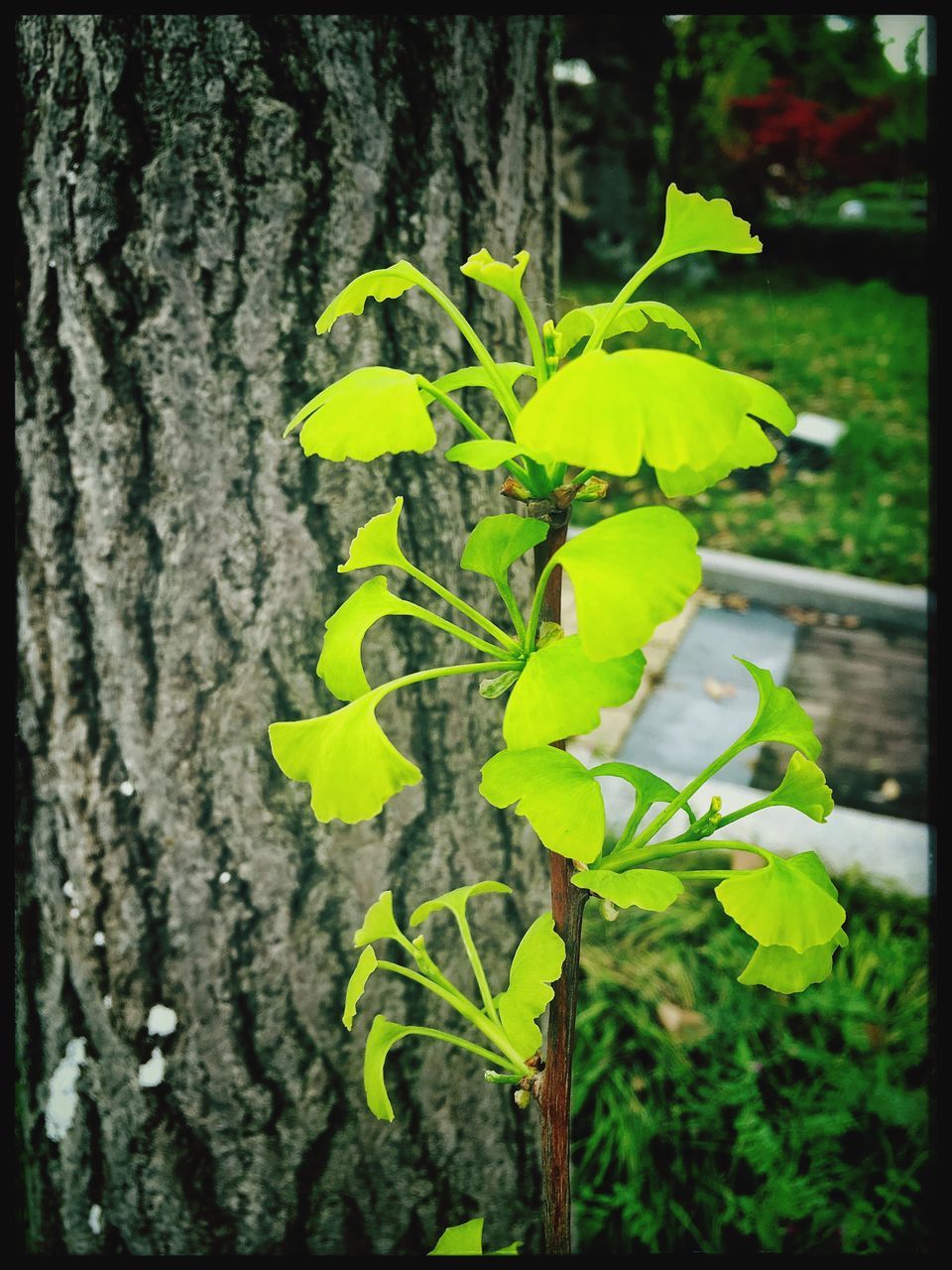 leaf, growth, green color, nature, plant, tree trunk, focus on foreground, close-up, growing, beauty in nature, day, tree, outdoors, sunlight, tranquility, selective focus, green, no people, leaves, wood - material