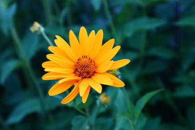 Close-up of yellow flower