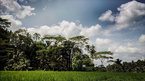 Trees on field against sky