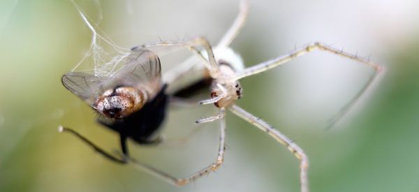 Close-up of insect