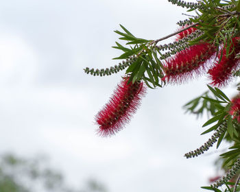 Low angle view of pine tree branch against sky