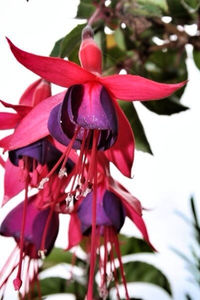 Close-up of red flowers