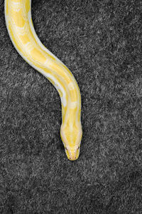 Close-up of yellow fruit over white background