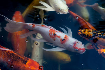 Fish swimming in sea