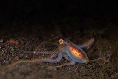 Close-up of fish in sea