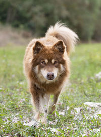 Portrait of lion standing on field