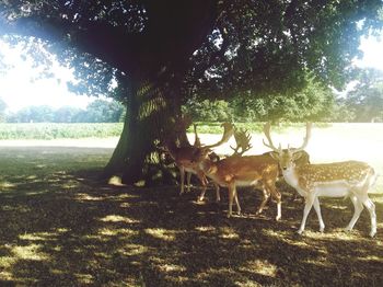 Deer on field against trees in forest