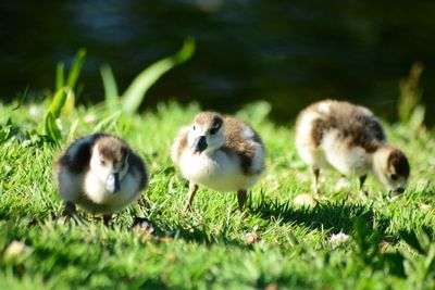 Ducks on a field