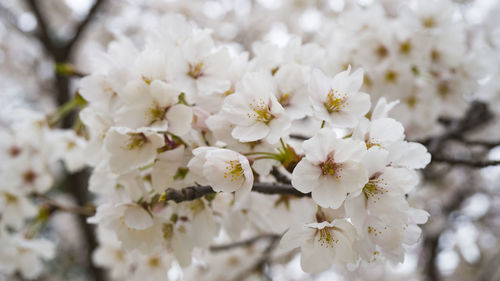 Close-up of white cherry blossom tree