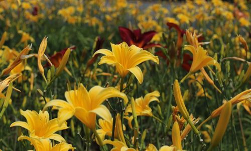 Close-up of yellow flower blooming in field