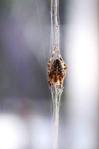 Close-up of spider on web