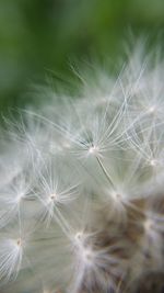 Close-up of dandelion flower