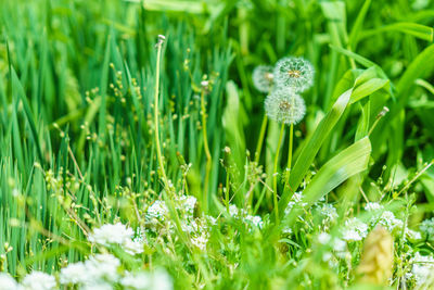 Close-up of white flowers blooming in field