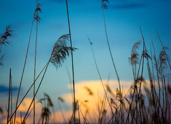 Close-up of stalks against sunset sky