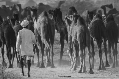 Rear view of man with camels walking on field