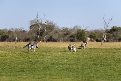 Zebras in a field