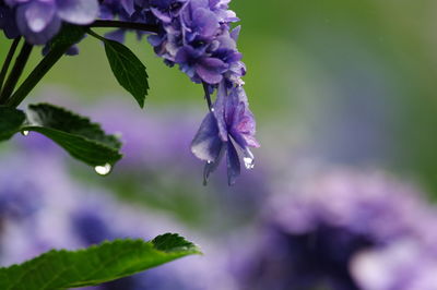 Close-up of purple flowering plant