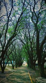 Close-up of trees